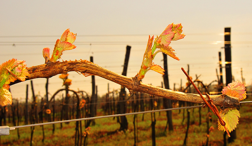 Croatian Wines::Carlotti Bulk Wines